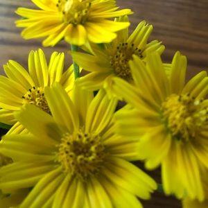 Meet your Posher, Frankie